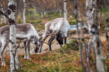 Dövüş reindeers ormanda, Lapland, Finlandiya