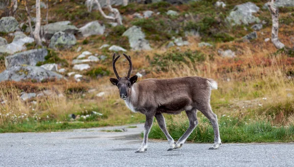 Reindeer Road Forest Background Lapland Finland Royalty Free Stock Images