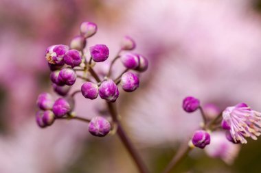 Pembe bir arka plan üzerinde orijinal çiçek pembe çiçek (Thalictrum aquilegiifolium)