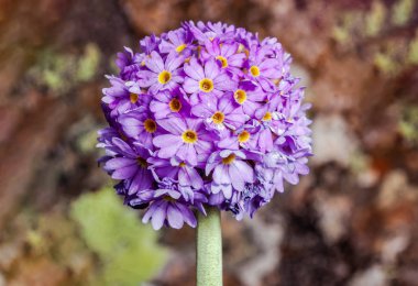 Mor baget çuha çiçeği çiçeği (Primula denticulata) kahverengi 