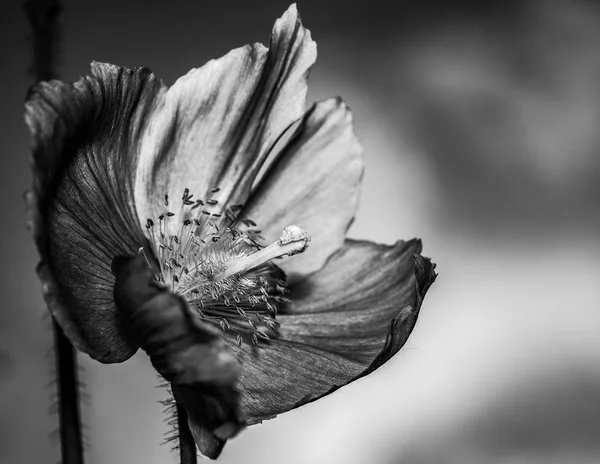 ลปะการถ ายภาพส าและส ขาวของป อปป าเง มาล Meconopsis Betonicifolia — ภาพถ่ายสต็อก