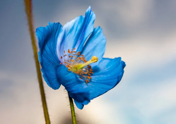 Virág Himalájai Kék Pipacs Meconopsis Betonicifolia Háttérben — Stock Fotó