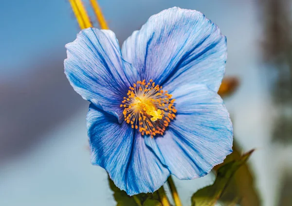 Kukka Himalajan Sininen Unikko Meconopsis Betonicifolia Taivas Taustalla — kuvapankkivalokuva
