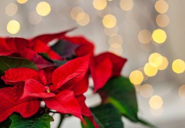 Üzerinde ufuk ışık arka plan christmas çiçek Atatürk çiçeği