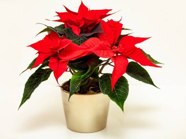 Noel çiçekli noktalar beyaz arka planda izole edilmiş