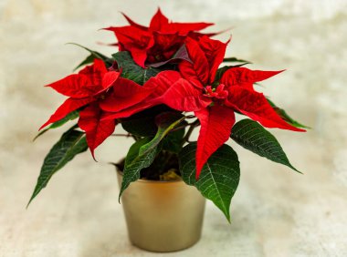 Güzel arka plan üzerinde Noel çiçek Atatürk çiçeği