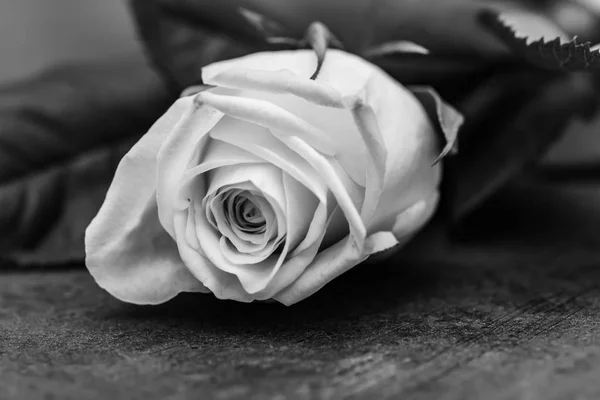 Rose Photographie Artistique Noir Blanc — Photo
