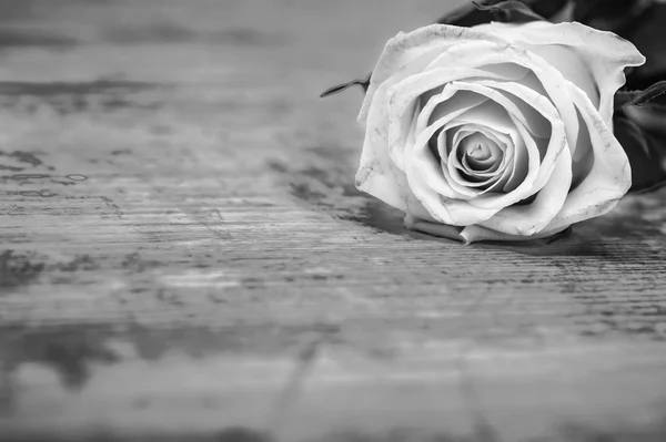 Rose Fotografia Artistica Bianco Nero — Foto Stock