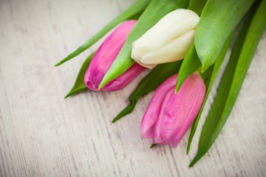 Işık arka plan üzerine pembe ve Beyaz Laleler