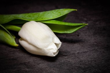 Koyu arka plan - makro çekim üzerinde beyaz lale