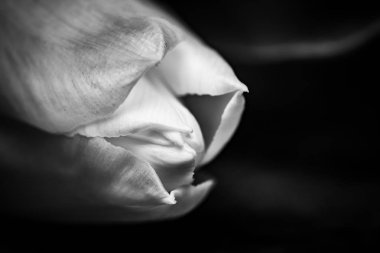 Koyu arka plan - siyah ve beyaz makro çekim üzerinde beyaz lale