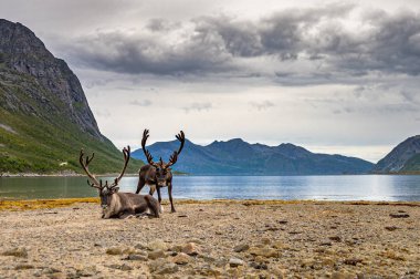 Dağlarda ve deniz arka plan üzerinde dizginler. Kuzey Norveç fiyortunun reindeer ile peyzaj