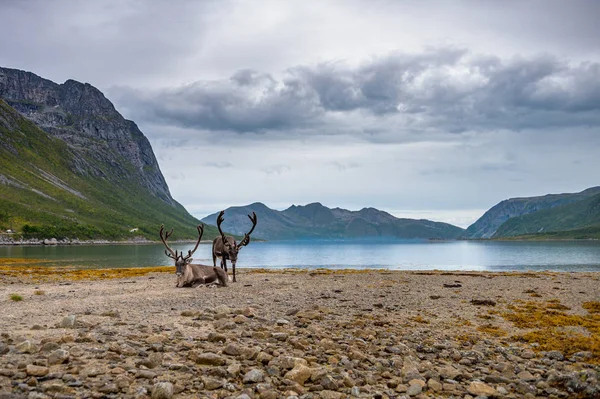 Rentiere Auf Den Bergen Und Meer Landschaft Des Norwegischen Fjords — Stockfoto