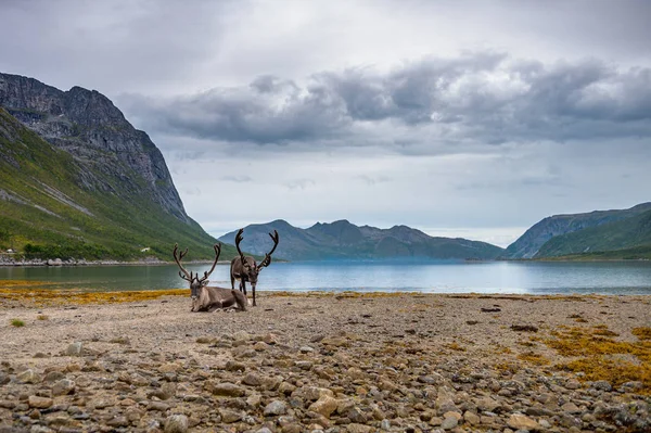 Renar Fjället Och Havsbotten Landskapet Norra Norges Fjord Med Renar — Stockfoto