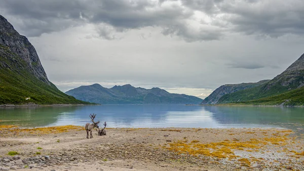 山と海の背景にトナカイ トナカイと北ノルウェーフィヨルドの風景 — ストック写真
