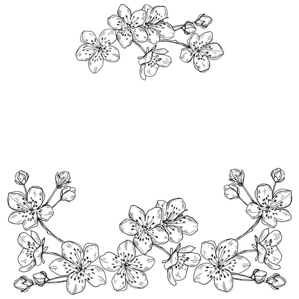 Cadre Floral Avec Fleurs Cerisier Sur Fond Blanc — Image vectorielle