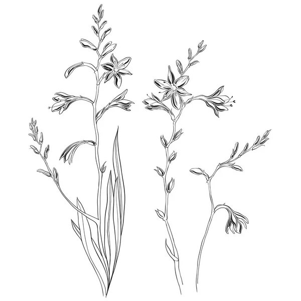 Schéma Floral Avec Montbretia — Image vectorielle