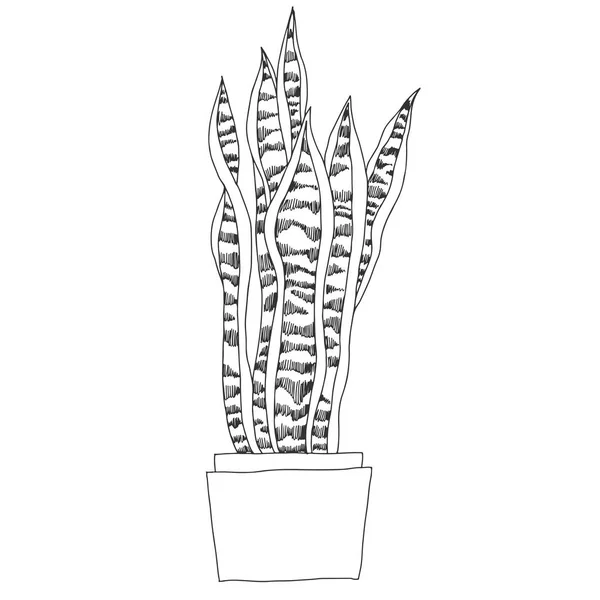 Sansevieria Hrnci Bílém Pozadí — Stockový vektor