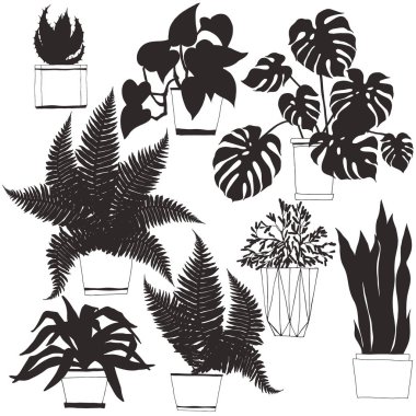 Houseplants  in pot.Vector  hand-drawn illustration. Isolated si clipart