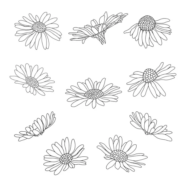 Daisy Flowers Esboço Desenho Manual Ilustração Vetorial Isolado — Vetor de Stock