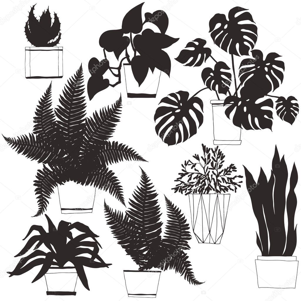 Houseplants  in pot.Vector  hand-drawn illustration. Isolated si