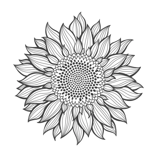 Monochrome Sunflower Isolated White Background — Stock Vector