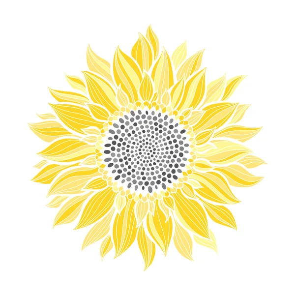 Yellow Sunflower Isolated White Background — Stock Vector