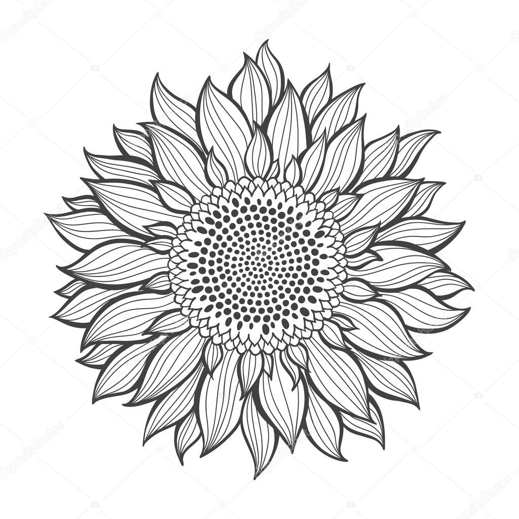 Monochrome sunflower isolated on white background