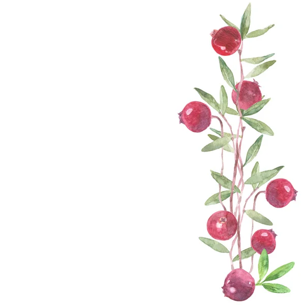 Aquarela Cranberries Mão Desenhado Fundo Vetor — Fotografia de Stock