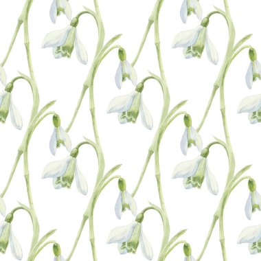 Kardelen çiçek, sorunsuz çizilmiş suluboya resim.