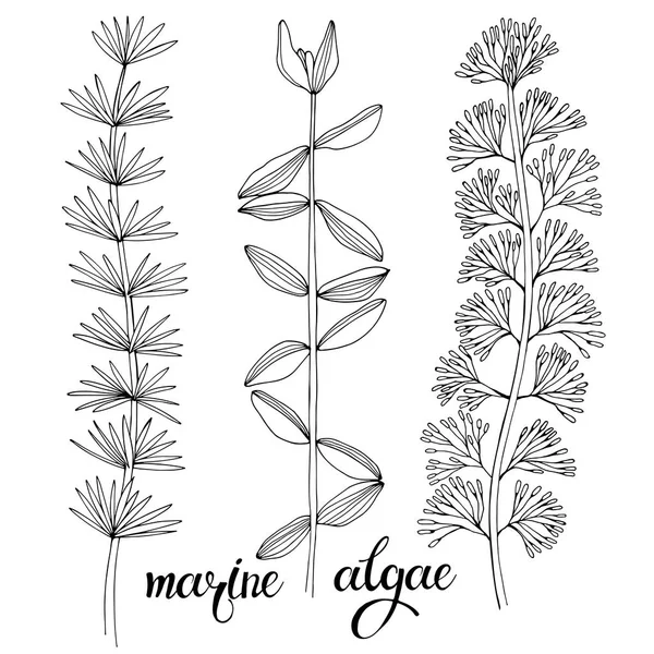 Marine Algae Black White Vector Illustration Isolated Elements — Stock Vector
