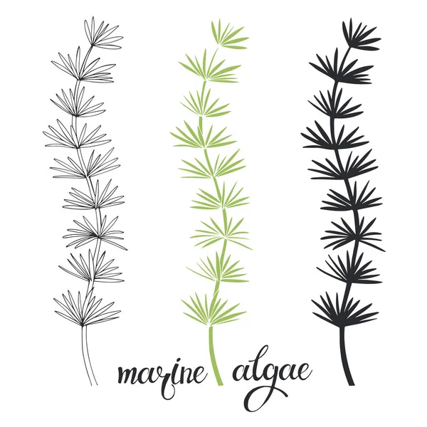 Marine Algae Vector Illustration Isolated Elements — Stock Vector