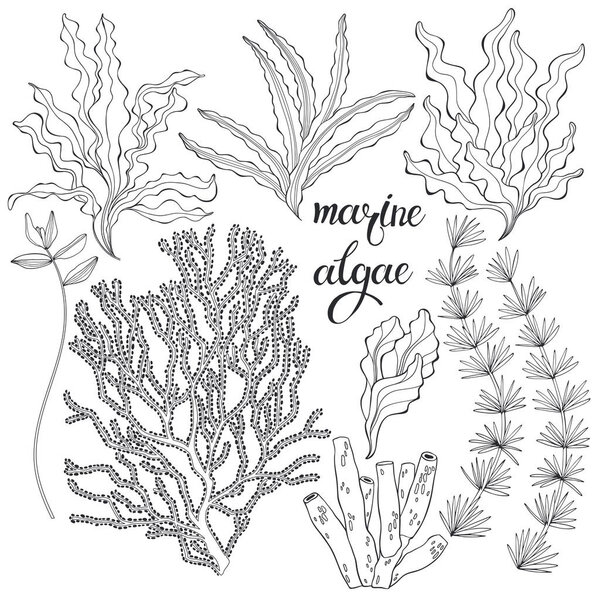 Set of cartoon underwater plants and creatures. Vector illustration,  isolated elements. Set of cartoon underwater plants and creatures.