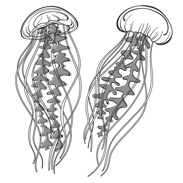 Deux méduses. Illustration vectorielle dessinée à la main sur un dos blanc — Image vectorielle