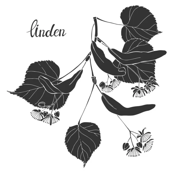 Linden Branch. Silhouet. hand getekende vector illustratie, geïsoleerde Floral element voorontwerp op witte achtergrond. — Stockvector