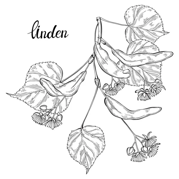 Linden Branch. Schets. hand getekende omtrek vector illustratie, geïsoleerd Floral element voorontwerp op witte achtergrond. — Stockvector