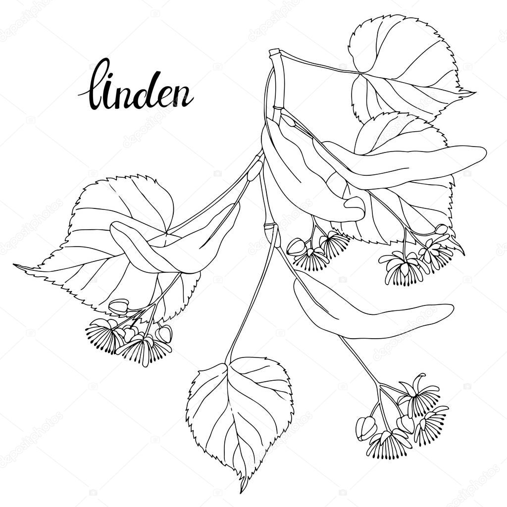 Linden branch. Sketch.Hand drawn outline vector illustration, isolated floral element for design on white background.