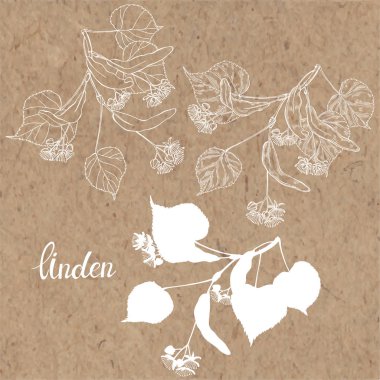 Ihlamur dalı. El çizilmiş vektör seti, kraft kağıt üzerinde tasarım için izole çiçek elemanları. Siluet ve anahat.