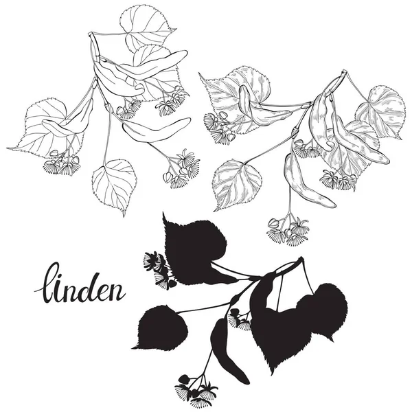 Linden Branch. Hand getekende vector set, geïsoleerde florale elementen voorontwerp op witte achtergrond. Silhouet en omtrek. — Stockvector