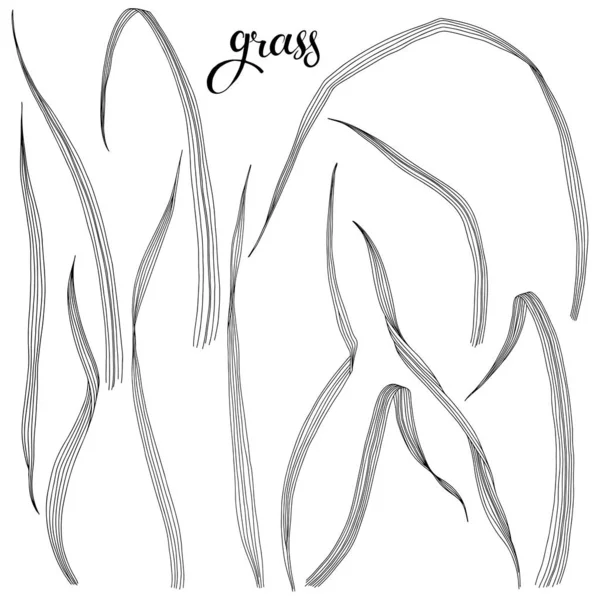 Gräs Skiss.Handritad kontur vektor illustration, isolerade blommiga element för design på vit bakgrund. — Stock vektor