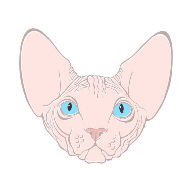 Kanada Sfenksi, kedi, dizaynının bir parçası olabilir.