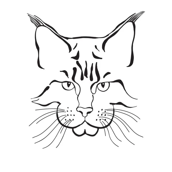 Maine coon cat icon, flat style 14208397 Vector Art at Vecteezy