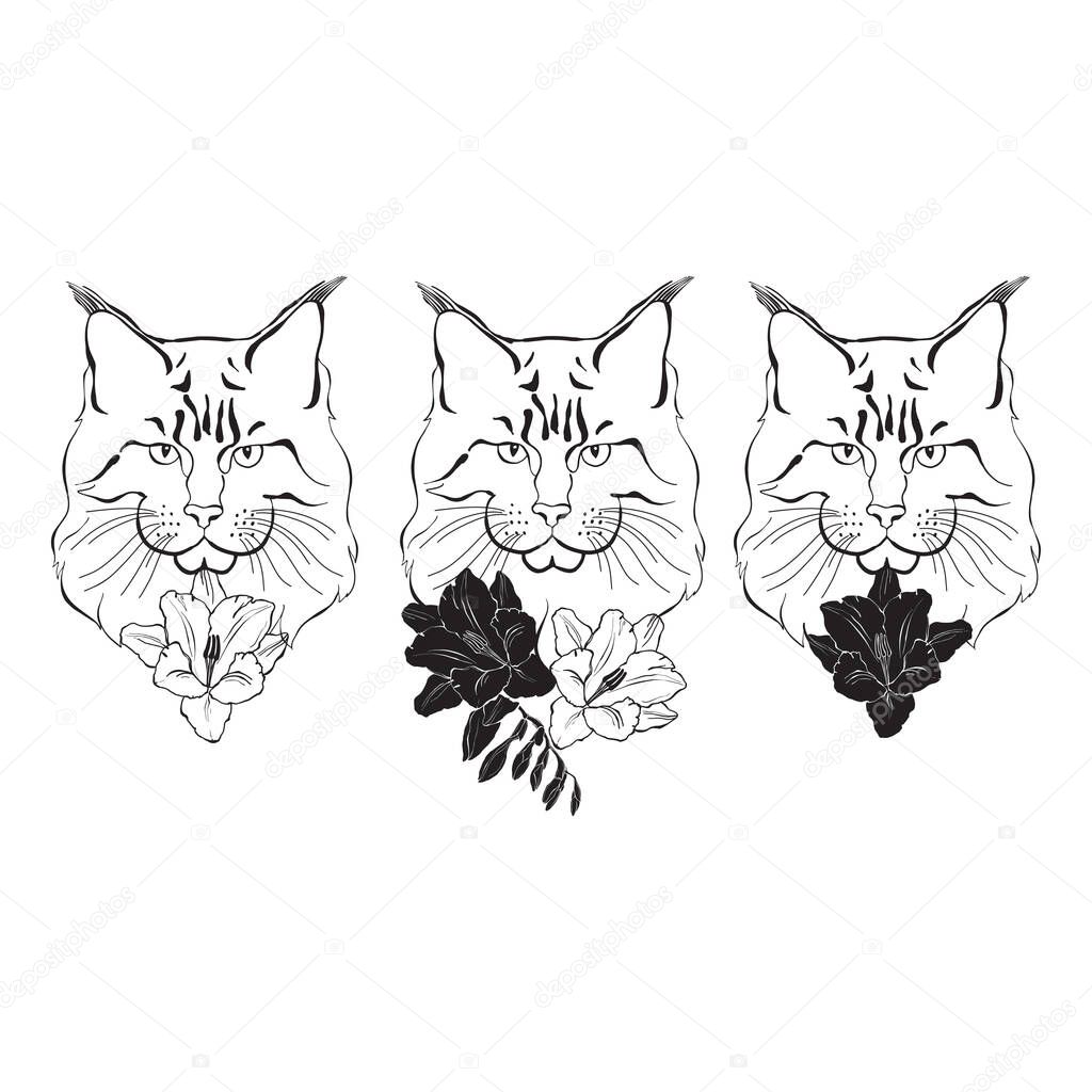 Maine coon, can be an element your design.