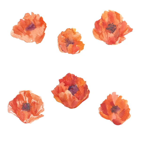 Poppies Watercolor Illustration White Elements Design — Stock Photo, Image