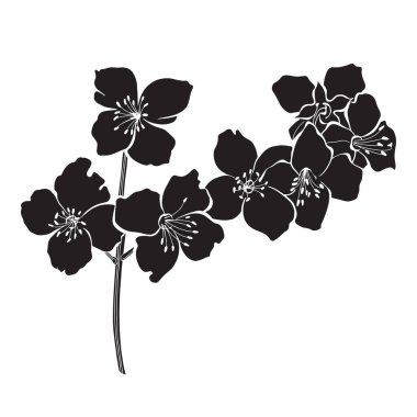 Çiçekli yasemin dalları beyaz arka planda izole edilmiş. Siyah ve beyaz vektör çizimi..