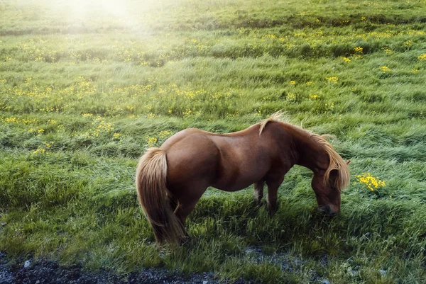 Seljalandsfoss, İzlanda çim yeme güneşli bir günde güzel at