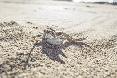 Ölü yengeç ile güneşli bir plaj kum üzerinde büyük pençeleri. La Paloma, Uruguay