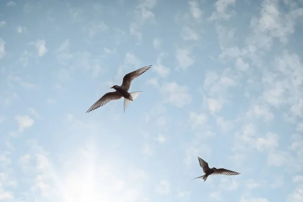 İki kuş güneşin Jokulsarlon, İzlanda için ulaşan ışık mavi gökyüzünde uçuyor .