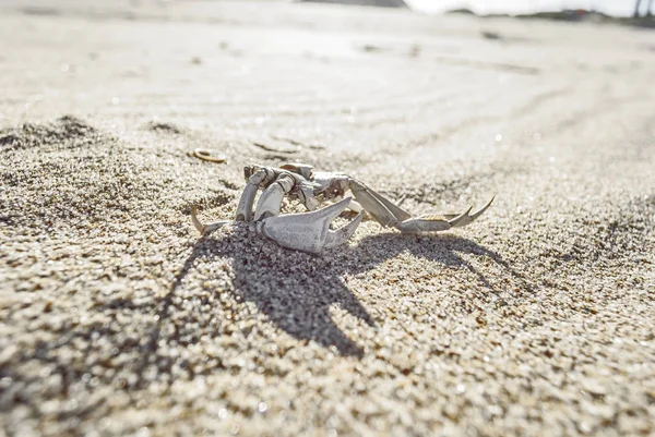 Ölü yengeç ile güneşli bir plaj kum üzerinde büyük pençeleri. La Paloma, Uruguay