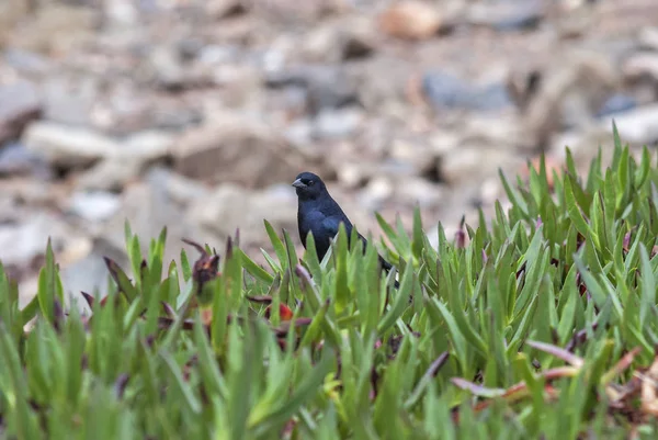 Yeşil çim arkasında siyah kuş hala ayakta. Punta del Este.
